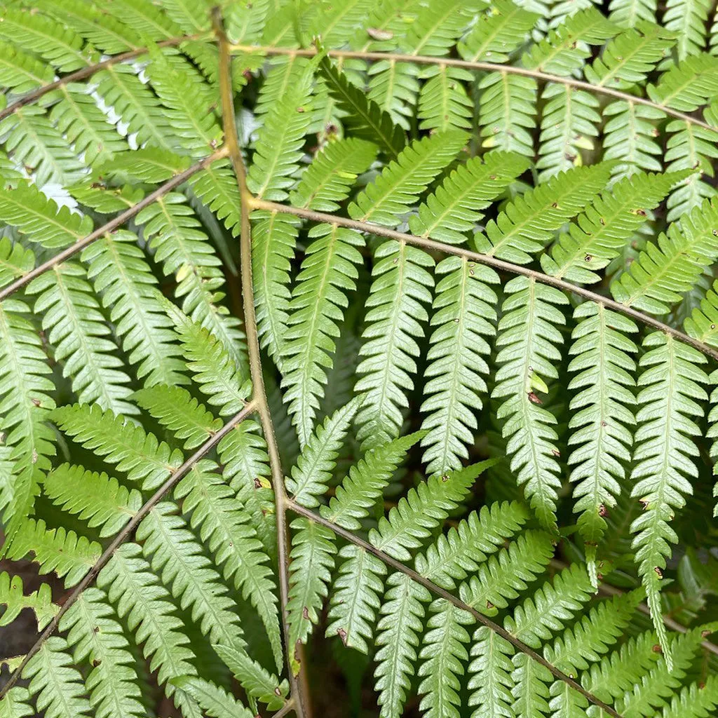Silver Fern Earrings