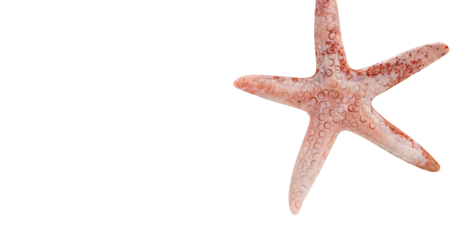 Starfish i chalcedony earrings